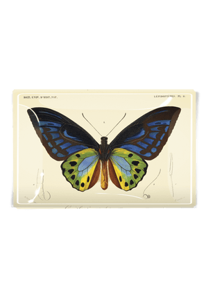 Tropical Butterfly No. 6 Decoupage Glass Tray - Bensgarden.com