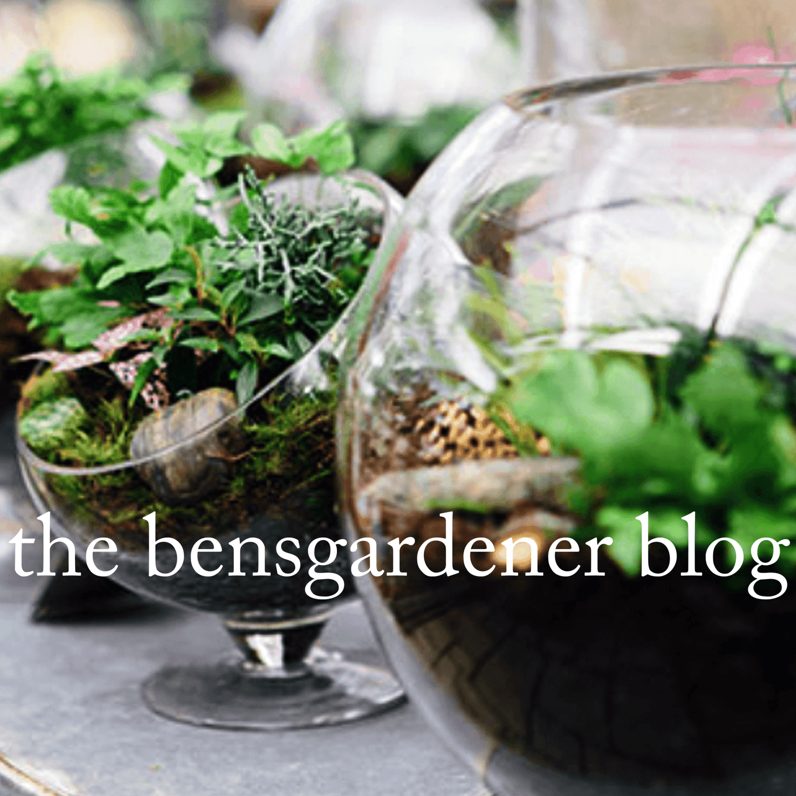 Not-So-Typical Terrariums at Ben's Garden SoHo - Bensgarden.com