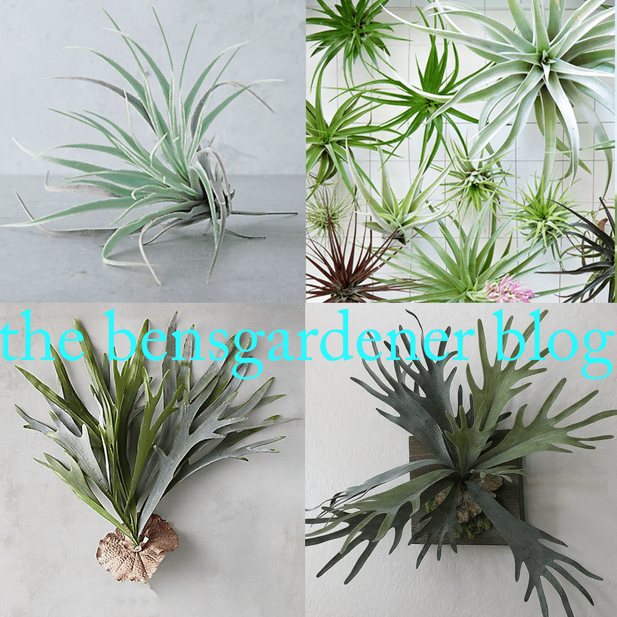 True Plants vs. Faux? This is a game of spot the real plant. - Bensgarden.com