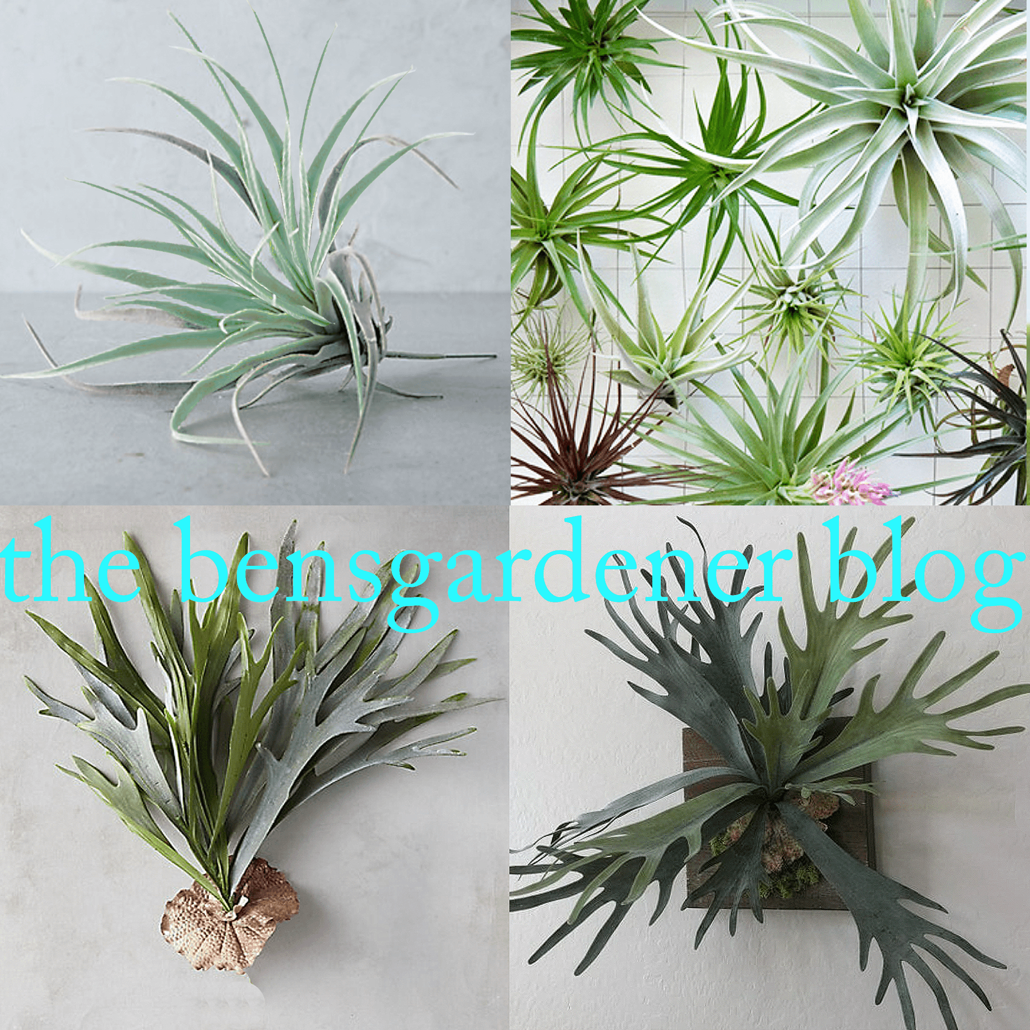 buy jade plants Jade pothos, Epipremnum Aureum main image 1