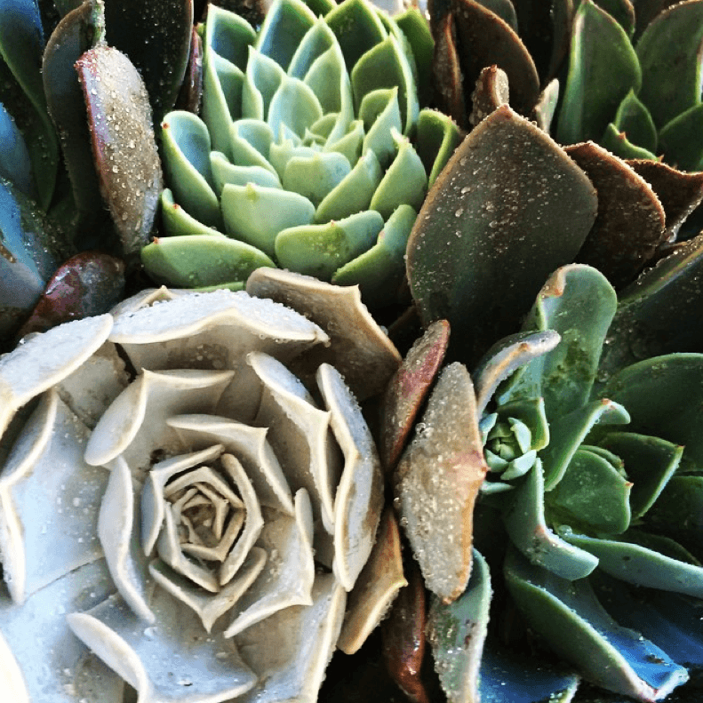 Why Bother With Water? Succulents 101 - Bensgarden.com