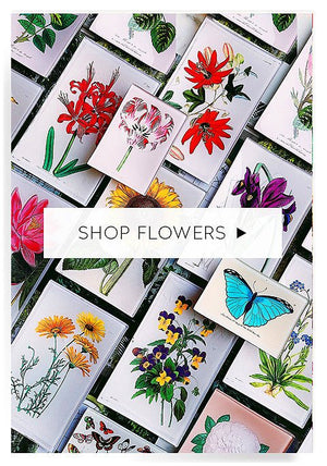 Flowers > - Bensgarden.com