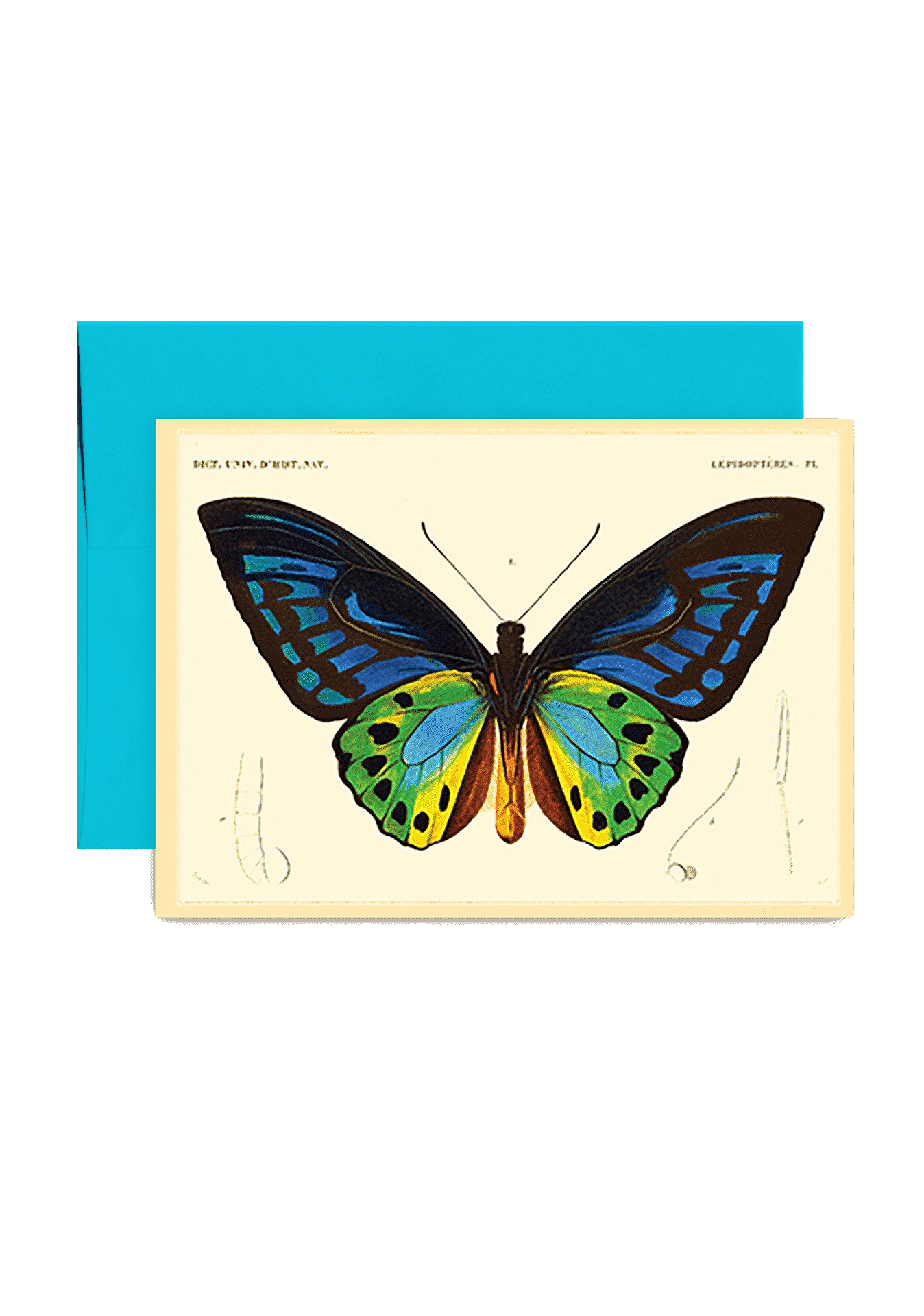 Bensgarden.com | Butterfly No. 7 Folded Greeting Card - Ben's Garden. Made in New York City.