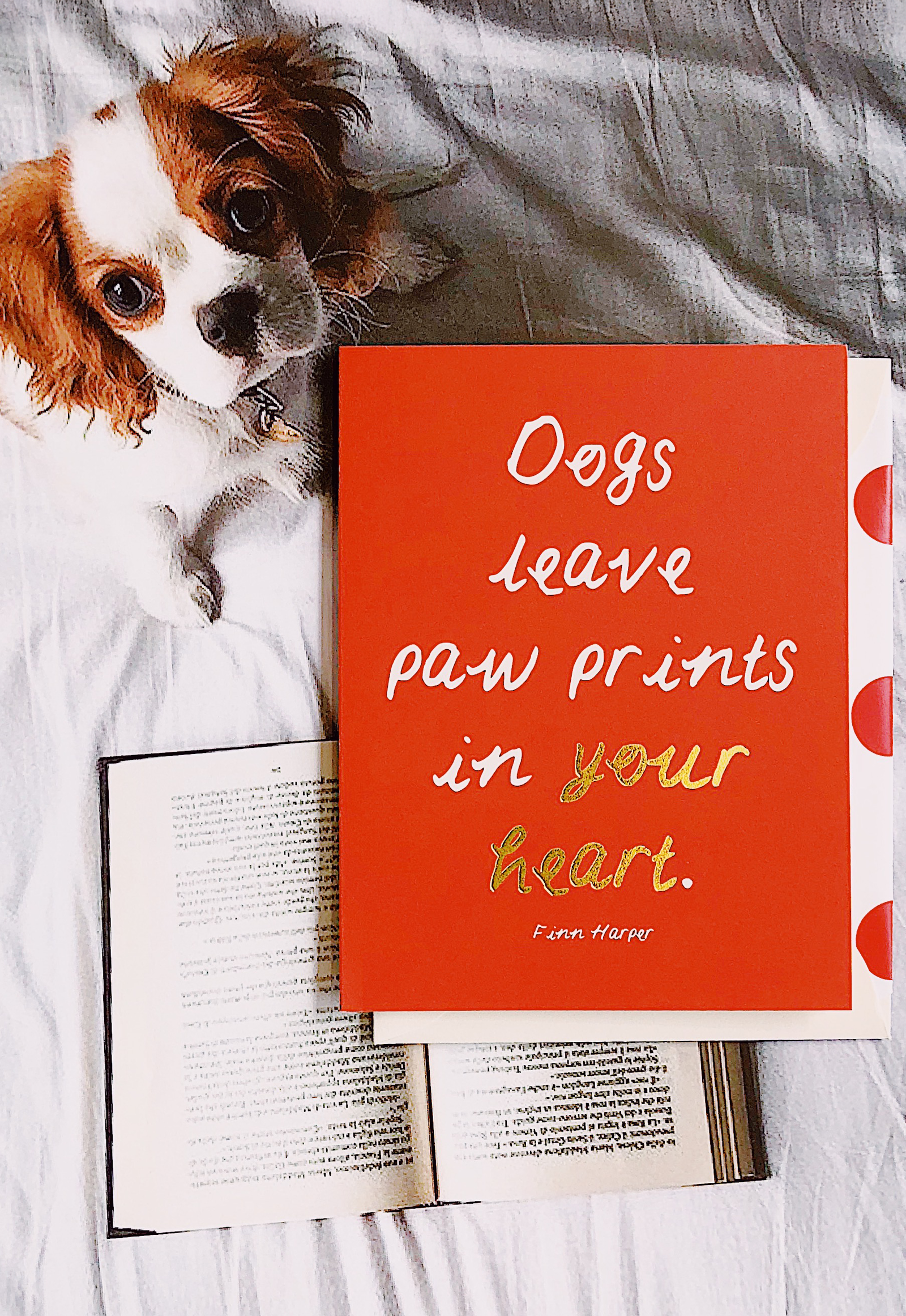 Dogs May Leave Paw Prints Greeting Card, Single Folded Card or Boxed Set of 8 - Bensgarden.com