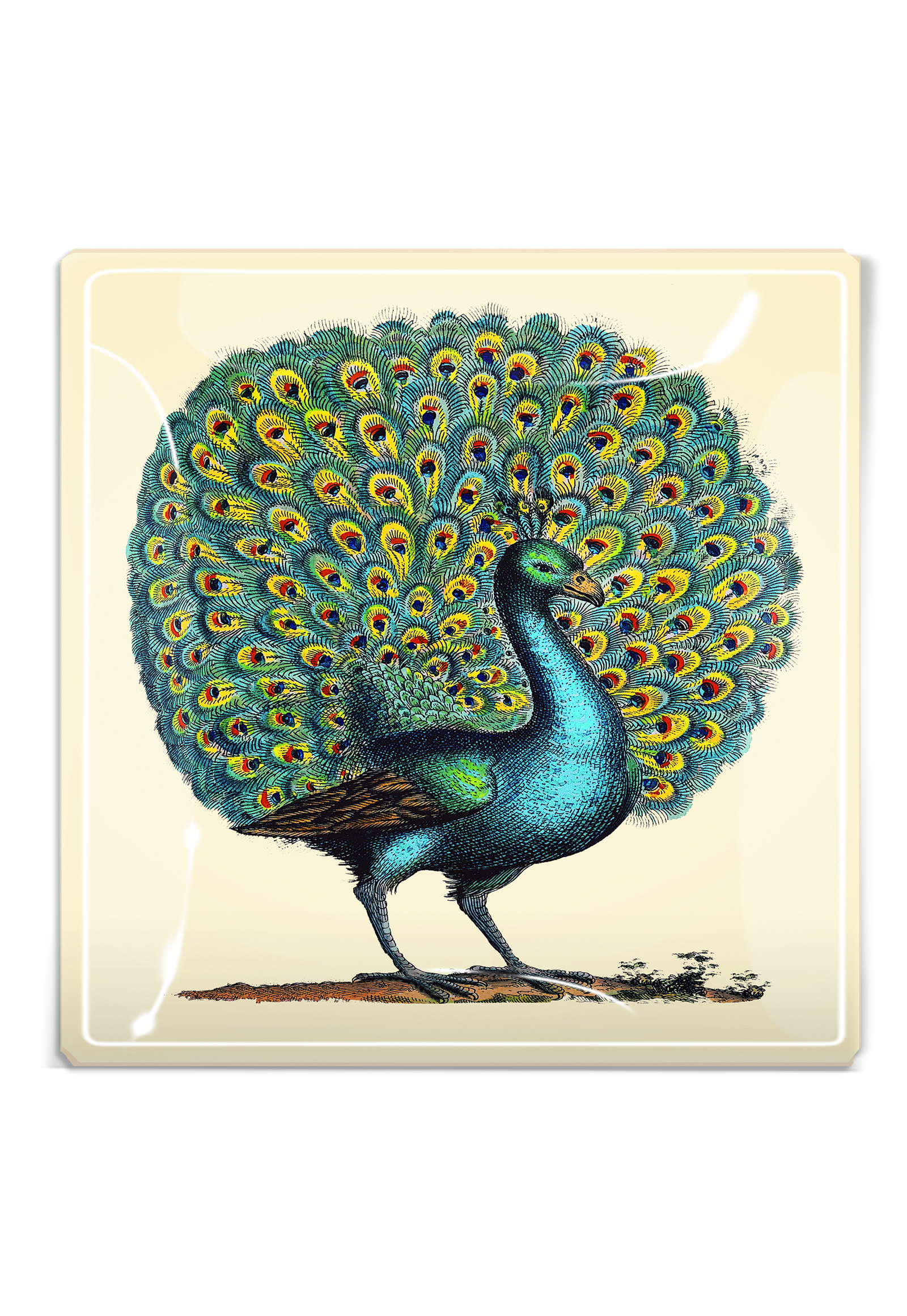 Proud Peacock Decoupage Glass Tray