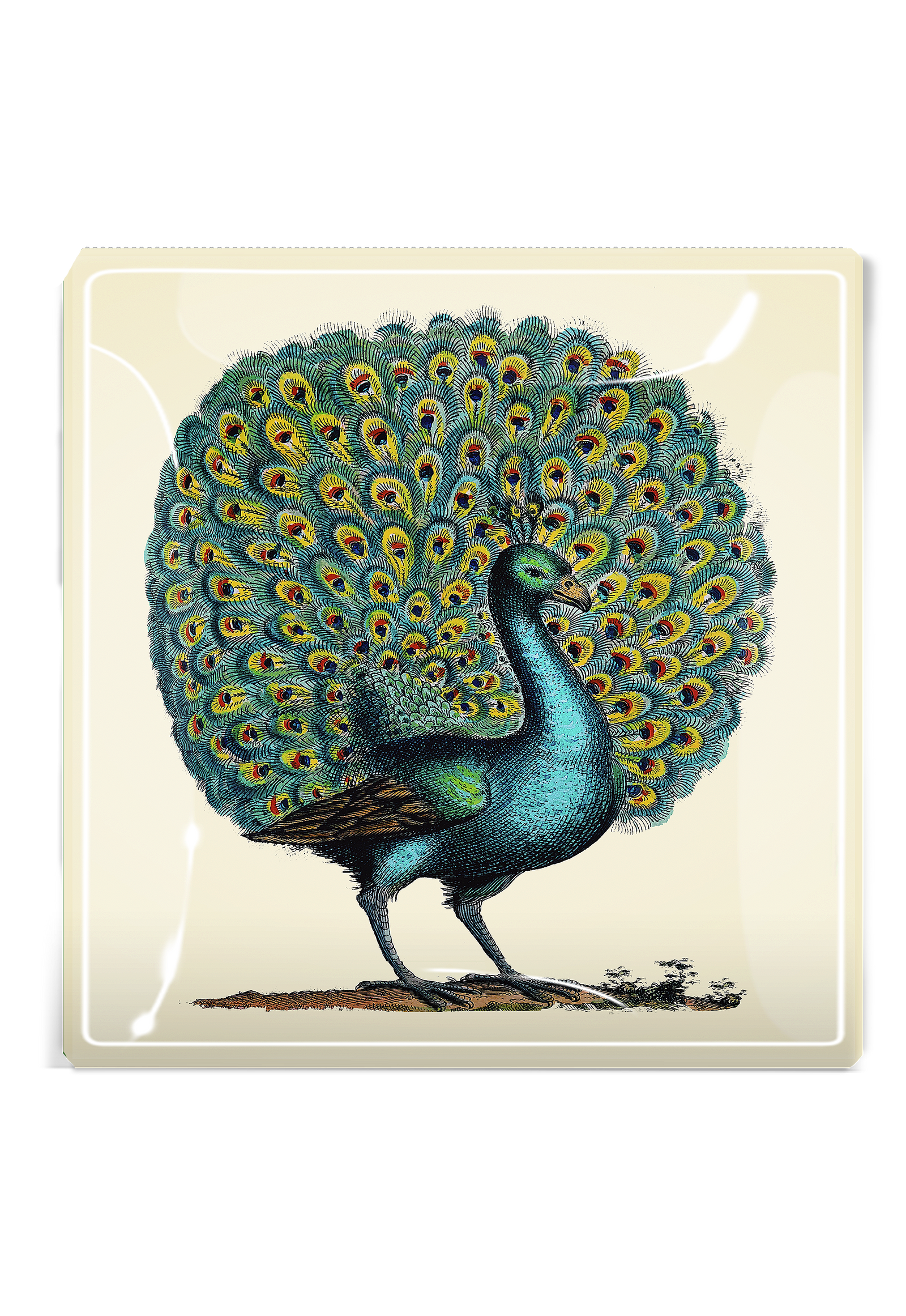 Proud Oyster Bay Peacock Decoupage Glass Tray