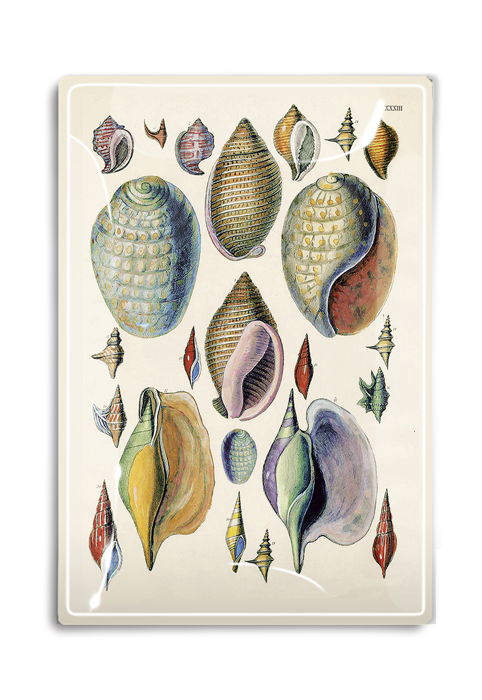 Treasures of the Tide Seashells Decoupage Glass Tray