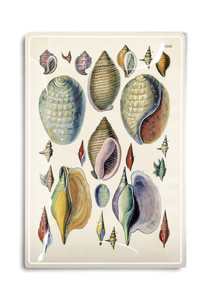 Treasures of the Tide Seashells Decoupage Glass Tray