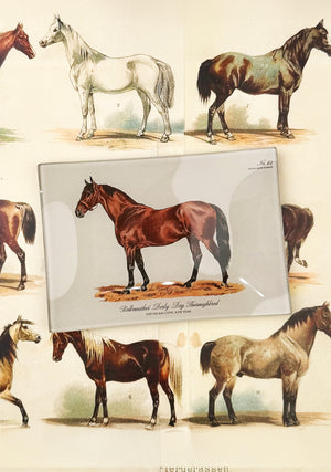 ‘Bellweather’ Derby Day Thoroughbred Decoupage Tray