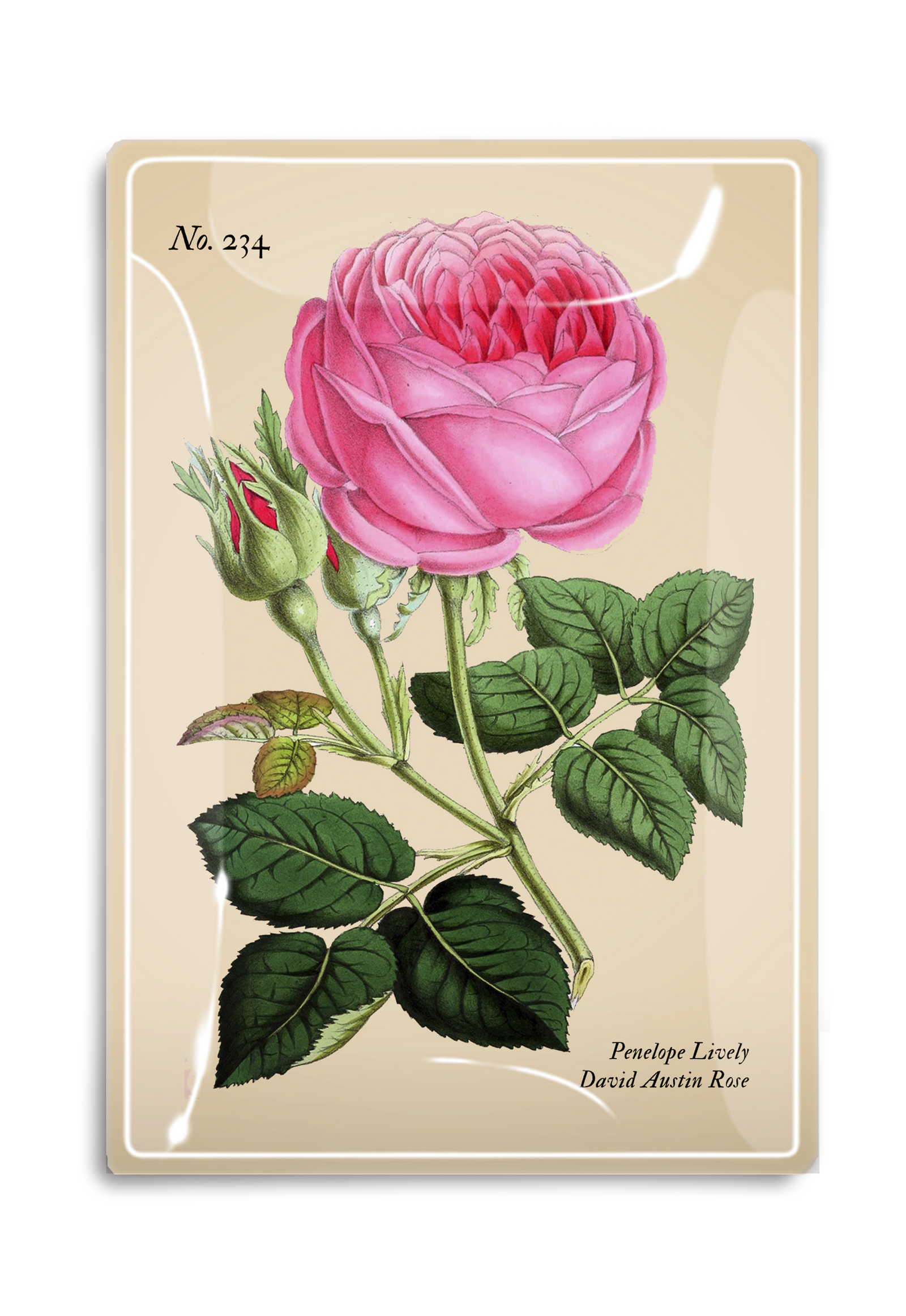 Penelope Pink Rose Decoupage Glass Tray