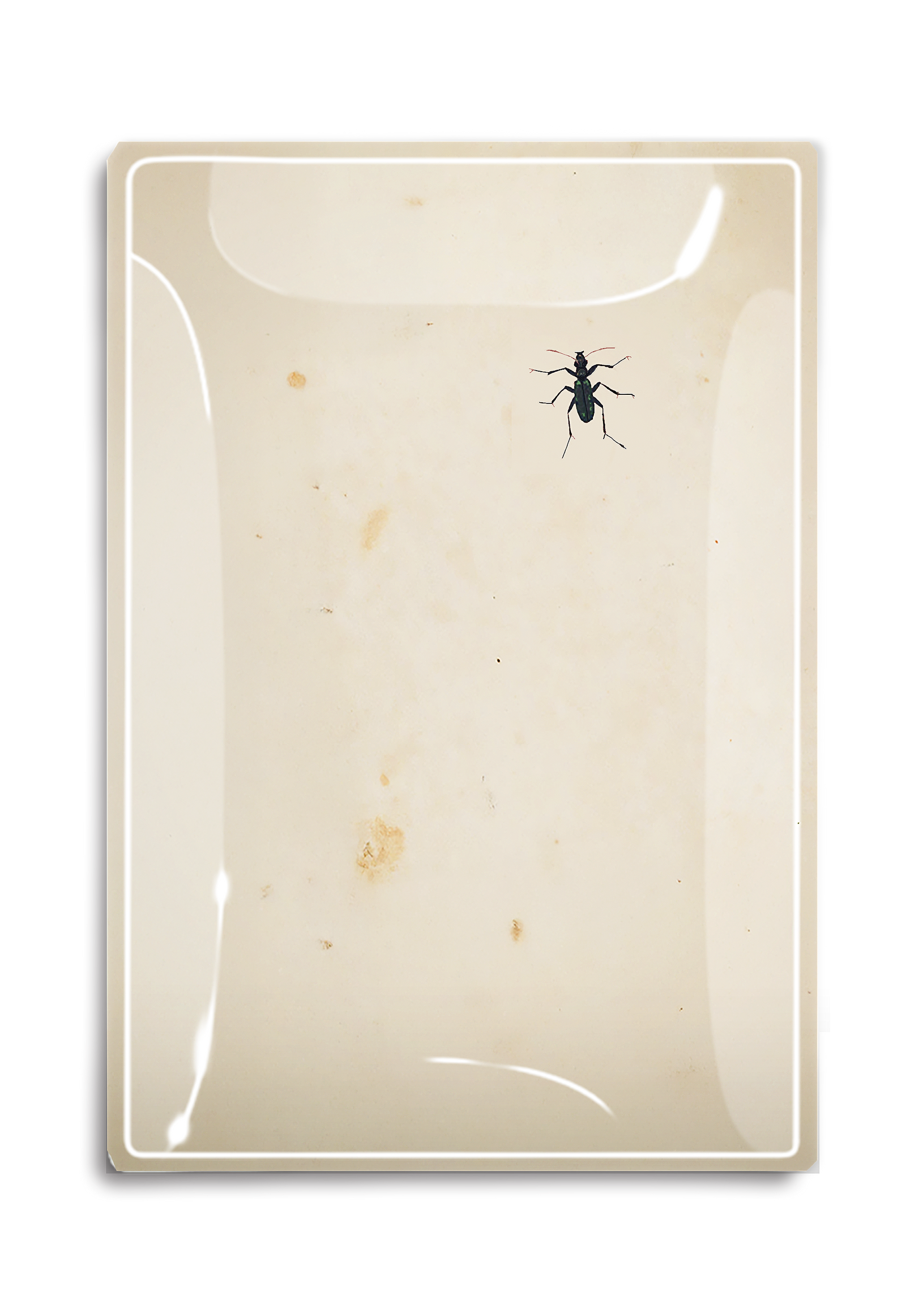 Curious Critter Decoupage Glass Tray