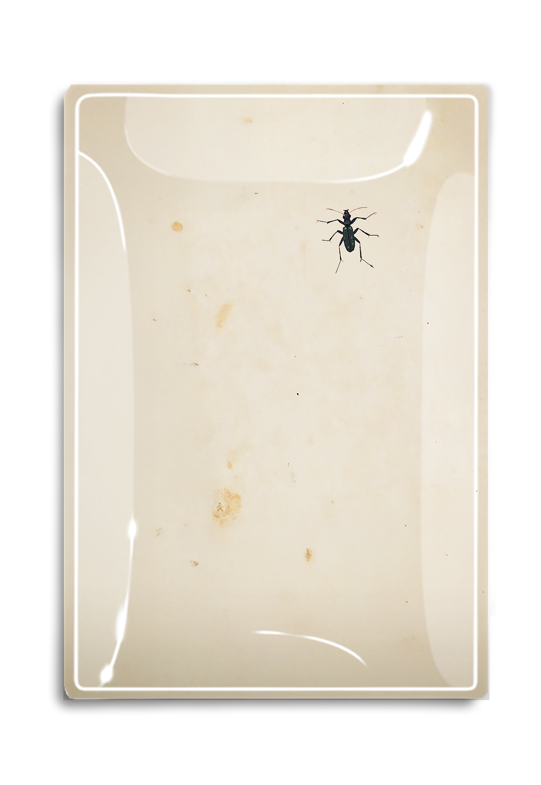 Curious Critter Decoupage Glass Tray