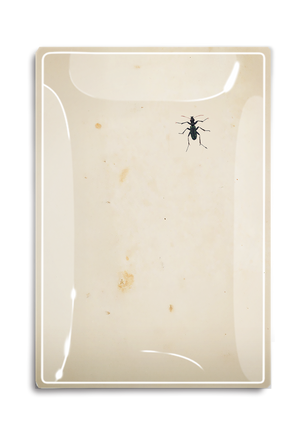 Curious Critter Decoupage Glass Tray