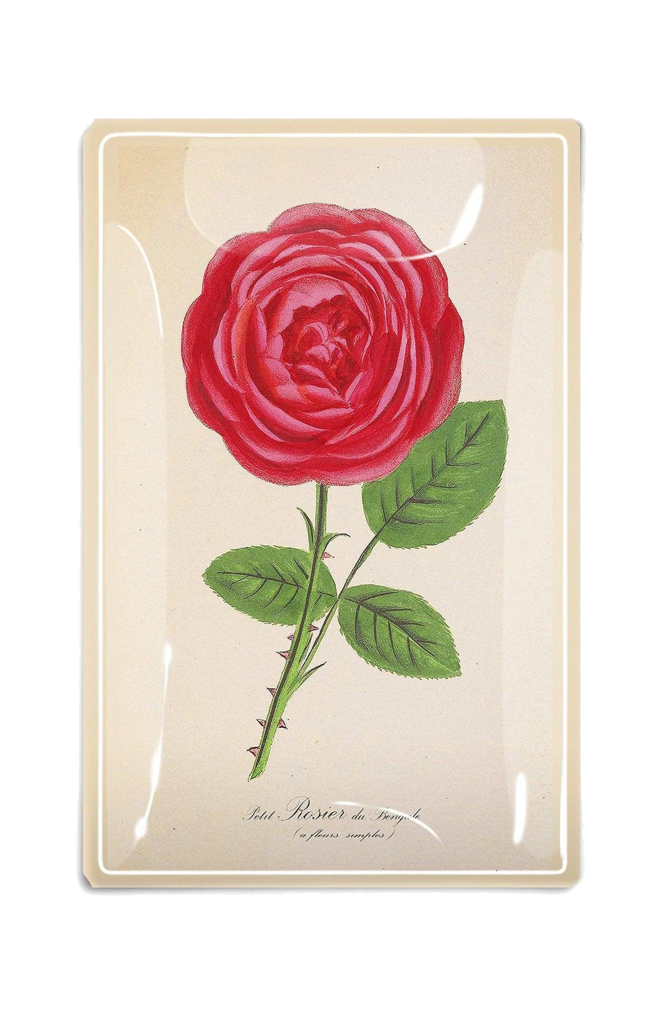 Single Hot Pink David Austin Rose Stem Decoupage Glass Tray