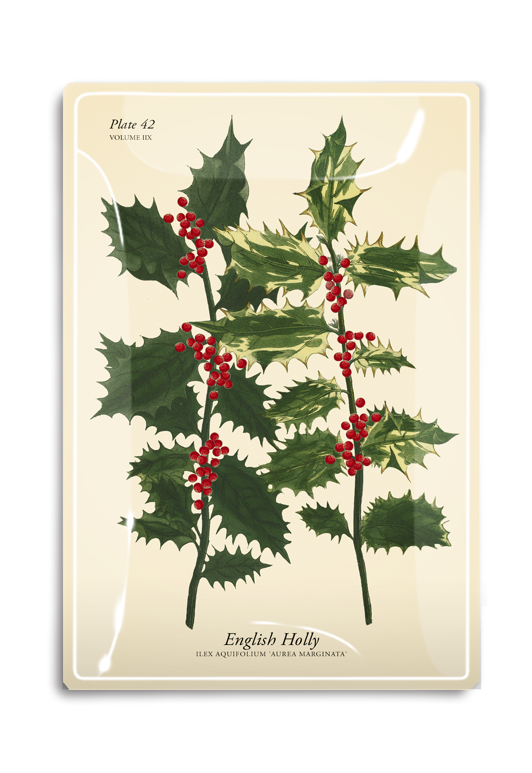 English Holly Stems Decoupage Glass Tray