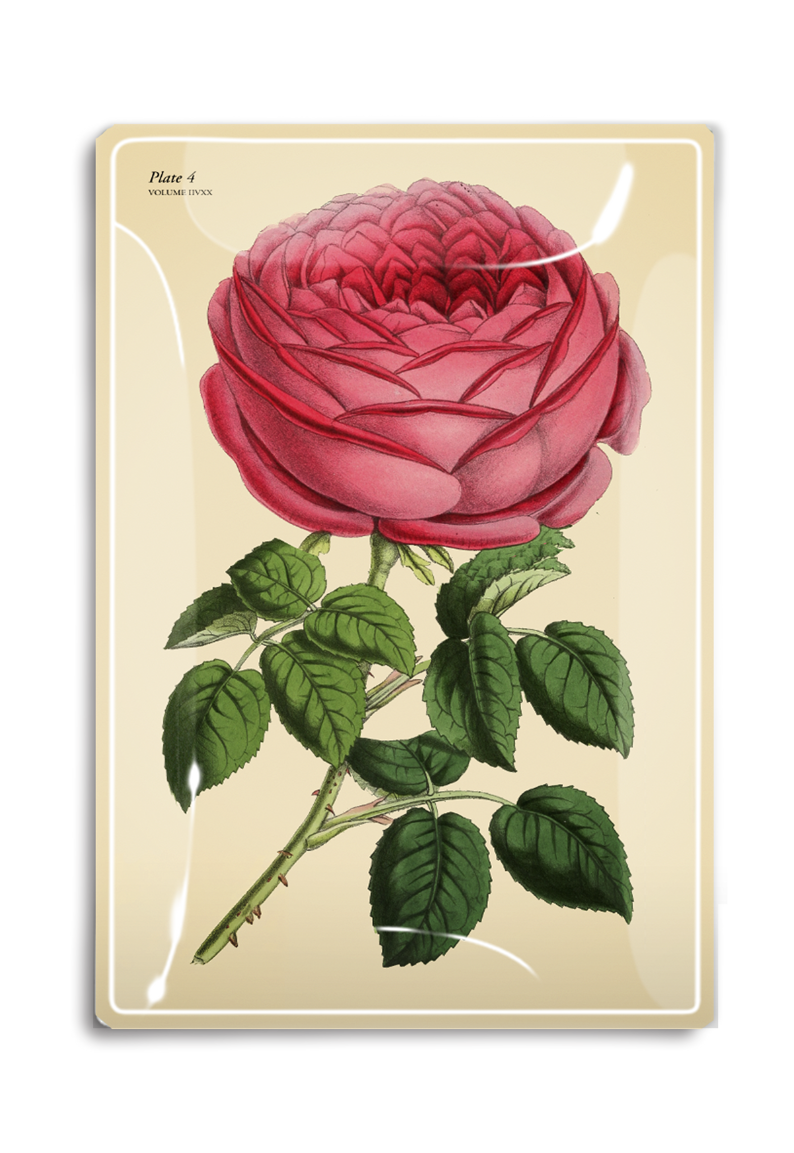 Constance Climbing Pink Rose Decoupage Glass Tray