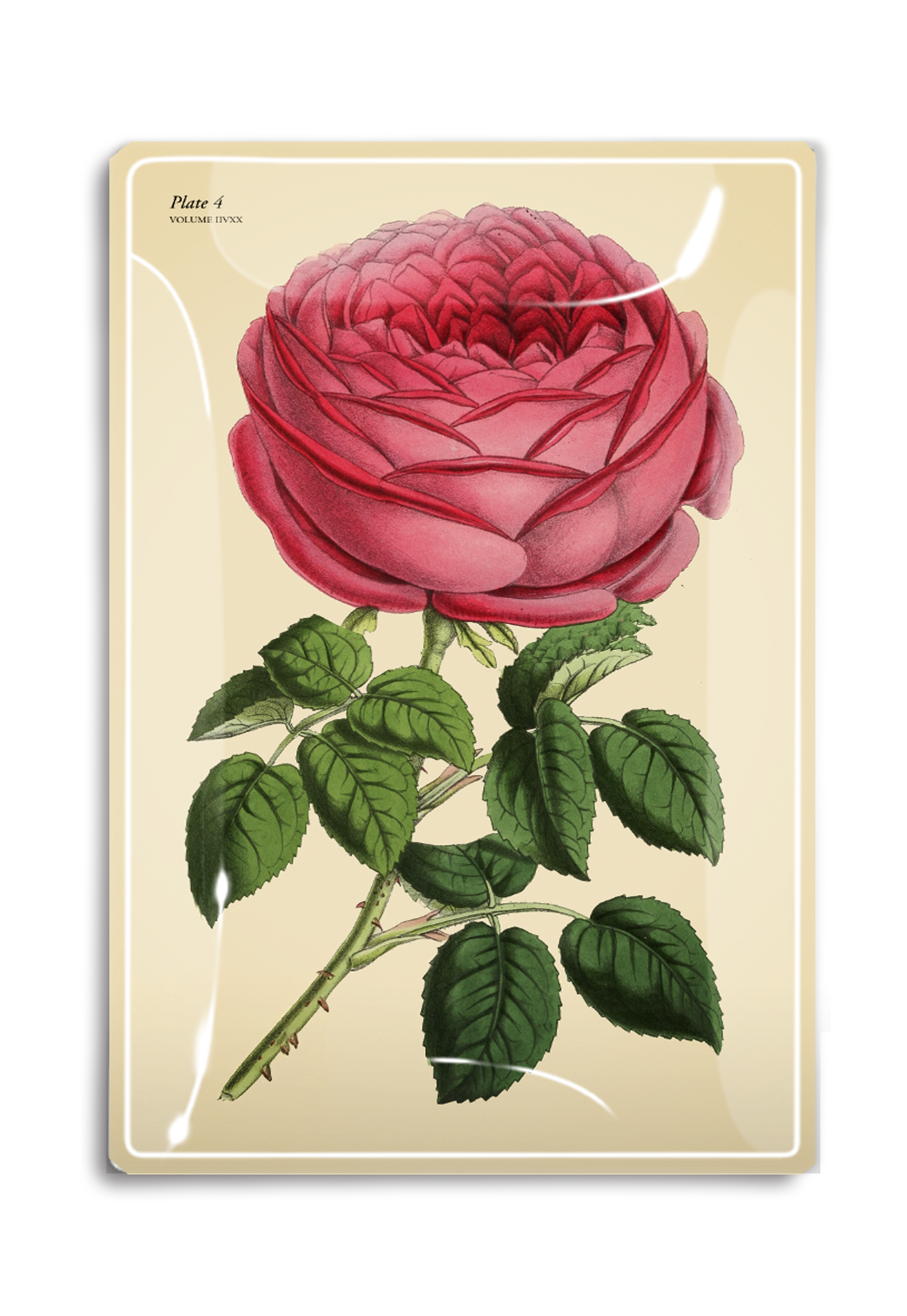 Constance Climbing Pink Rose Decoupage Glass Tray