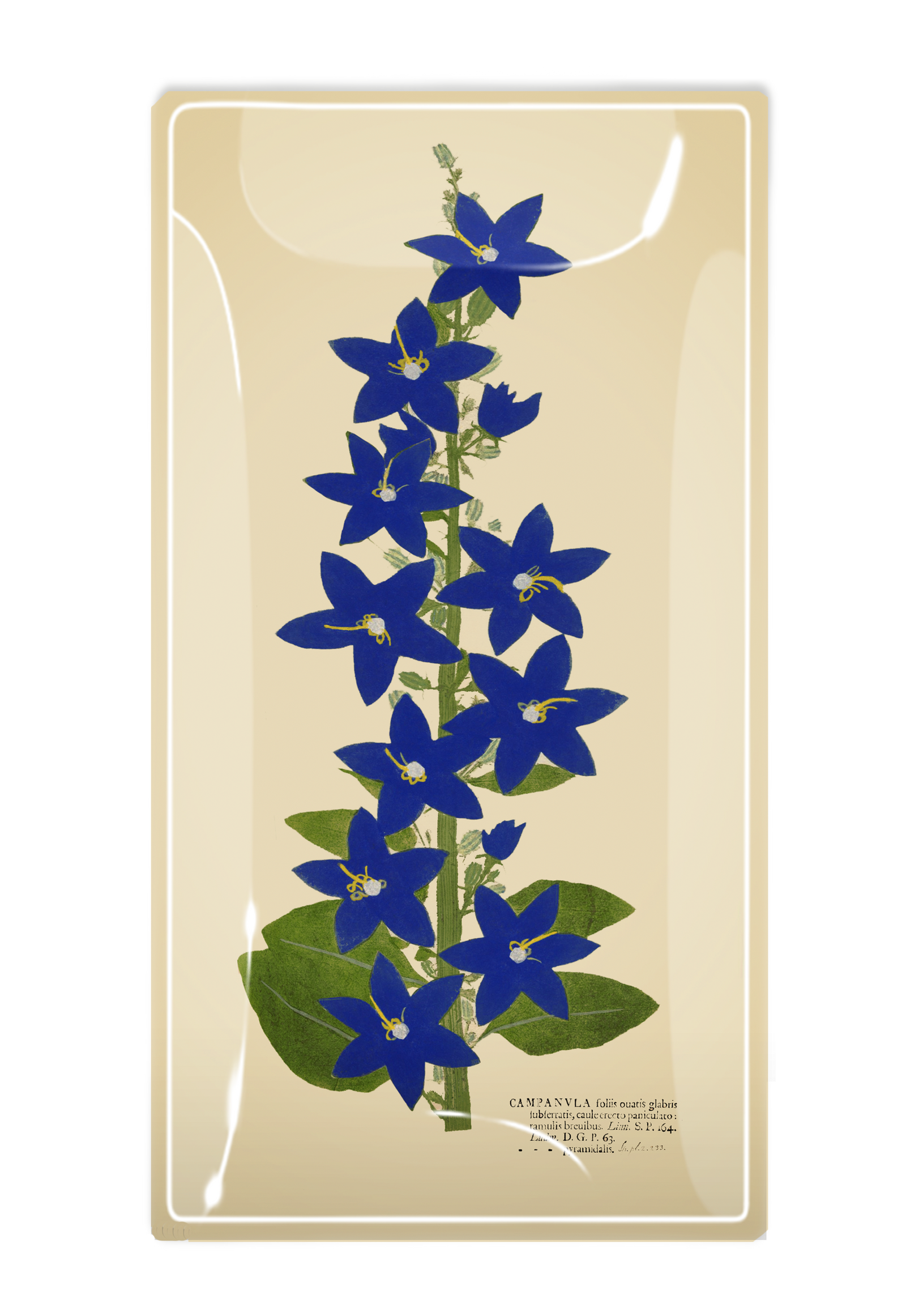 Blue Star Flower Glass Decoupage Tray