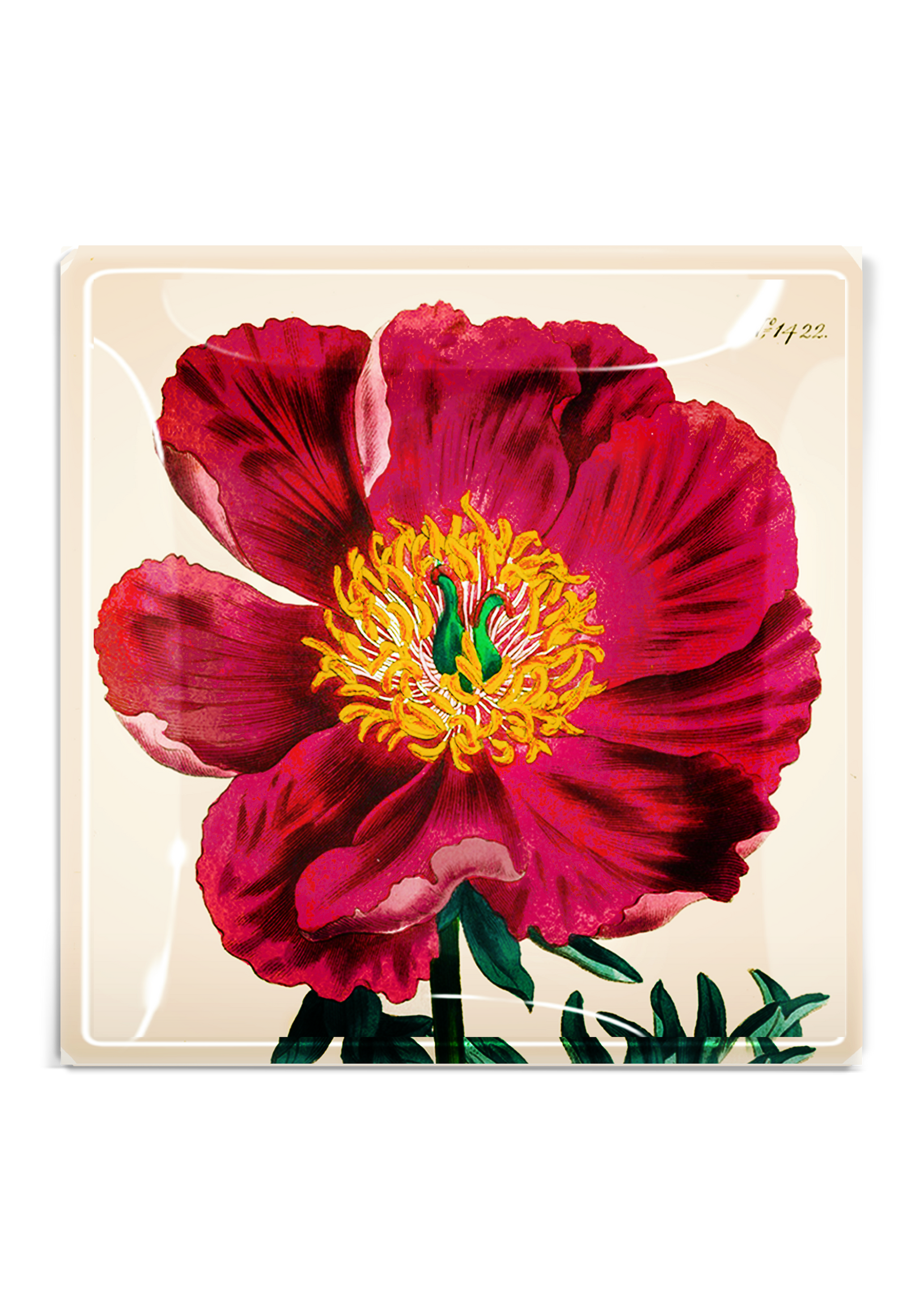 Crimson Japanese Peony Decoupage Tray