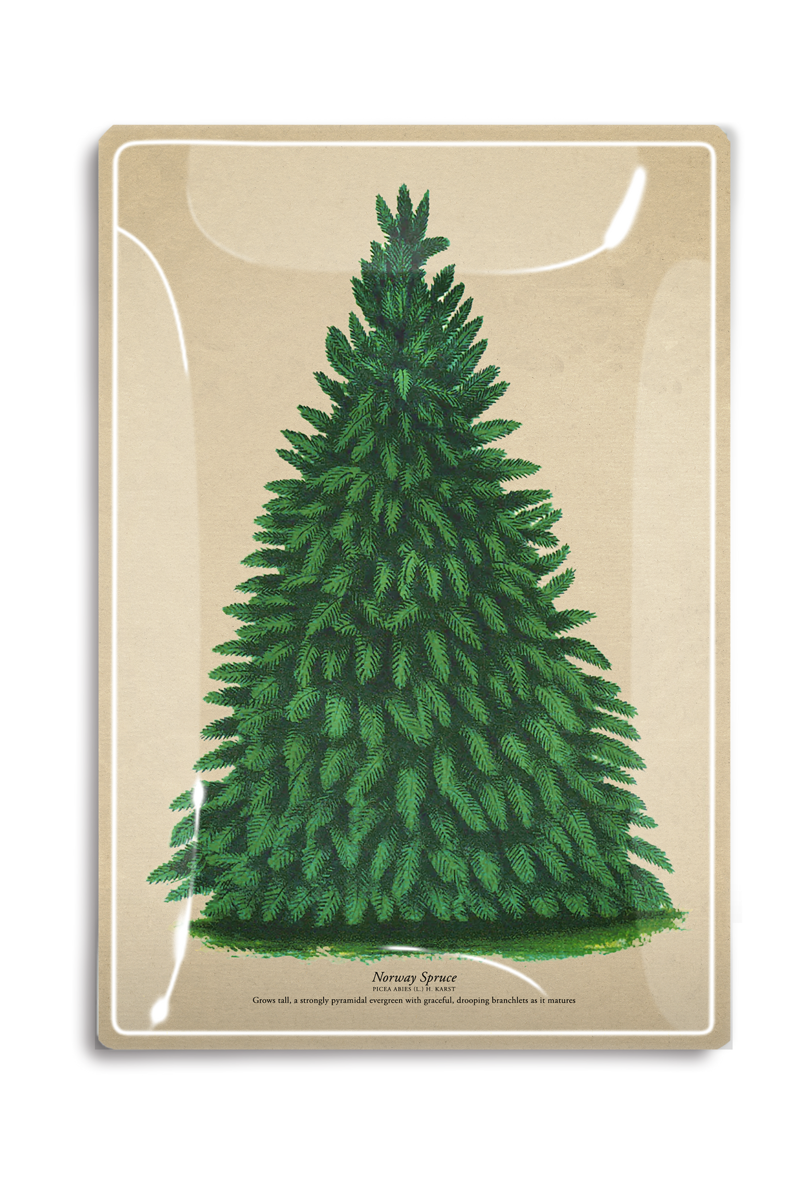 Vintage Norway Spruce Decoupage Tray