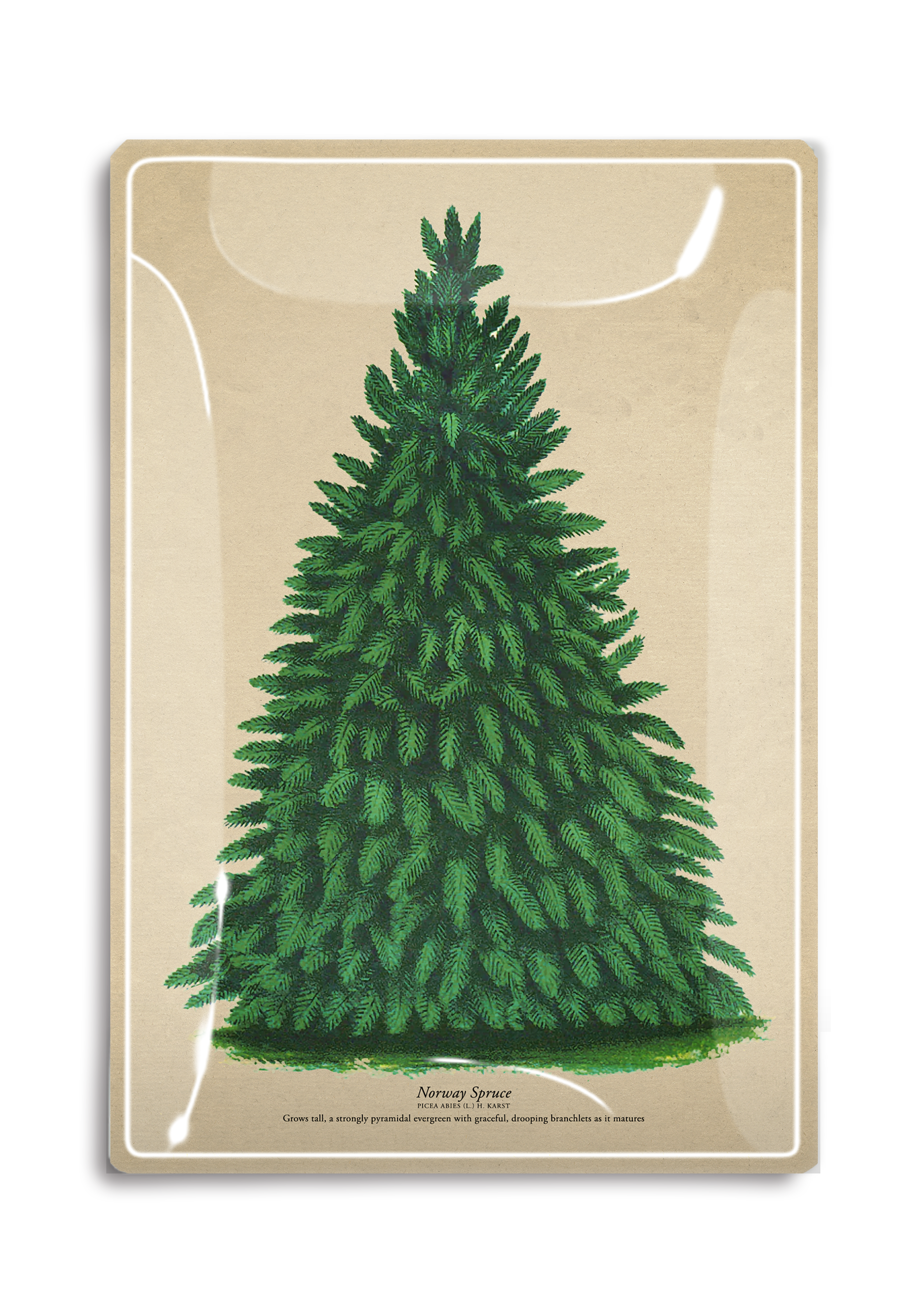 Vintage Norway Spruce Decoupage Tray