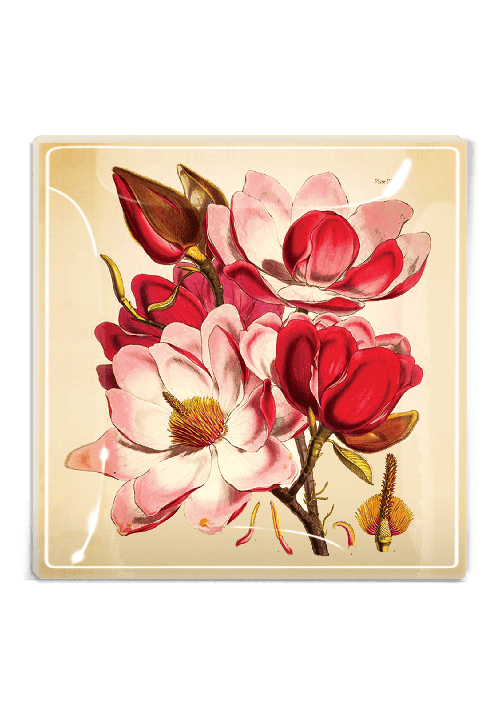 Emilie Pink Magnolia Decoupage Glass Tray