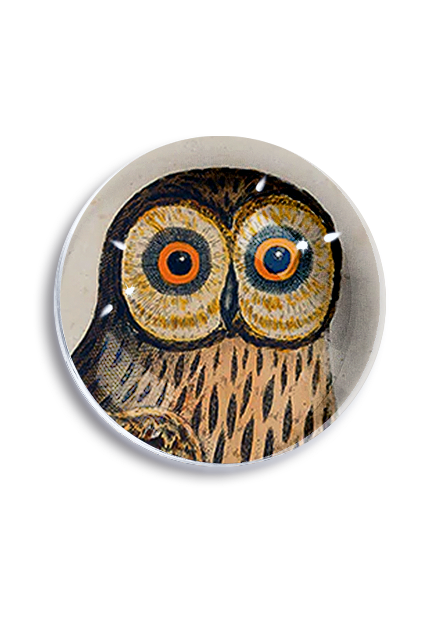 The Wide-Eyed Owl Crystal Dome Paperweight