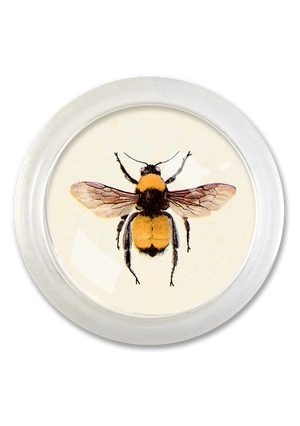 Golden Bumblebee 4" Round Glass Coaster