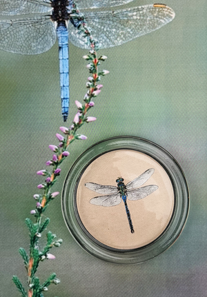 Emerald Green Crystal Dragonfly 4" Round Glass Coaster