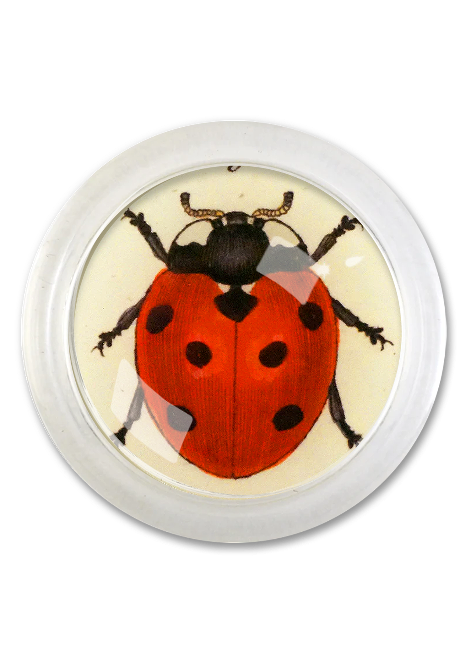 Red English Ladybug 4" Round Glass Coaster