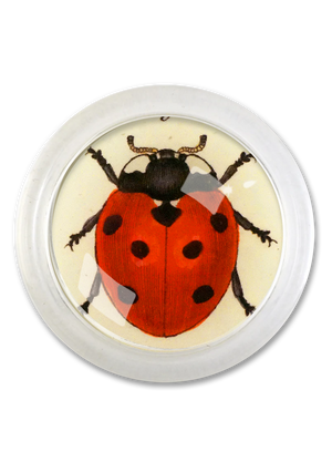 Red English Ladybug 4" Round Glass Coaster