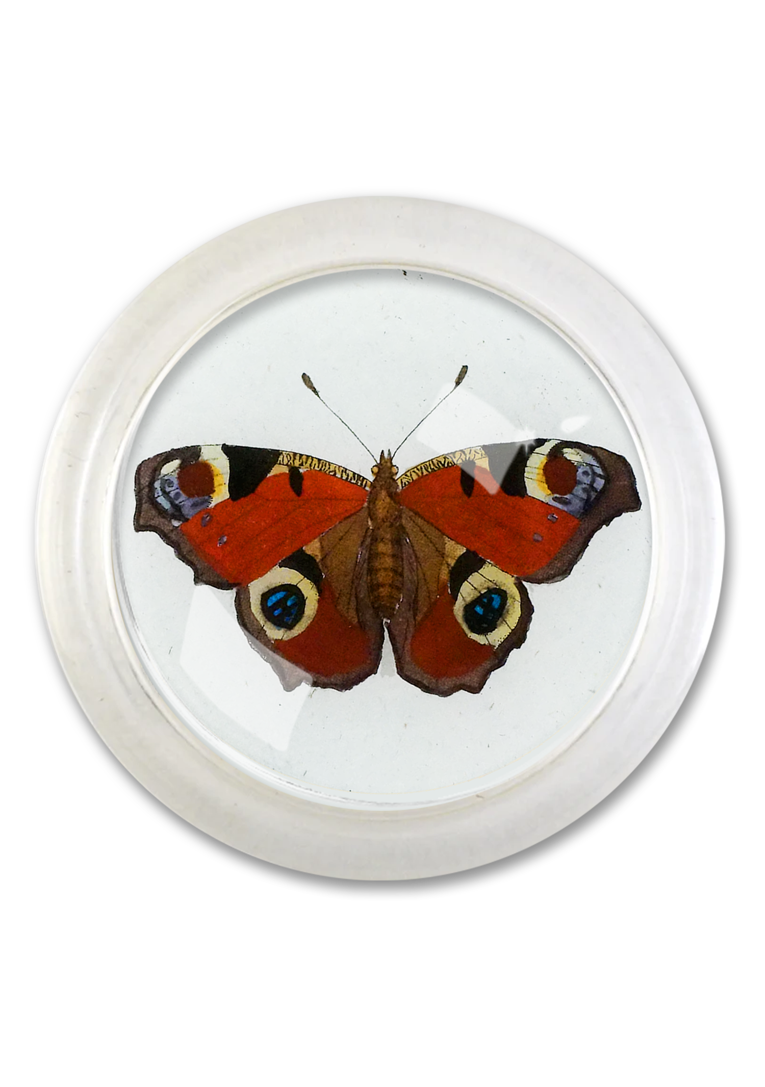 European Peacock Red Butterfly 4" Round Glass Coaster