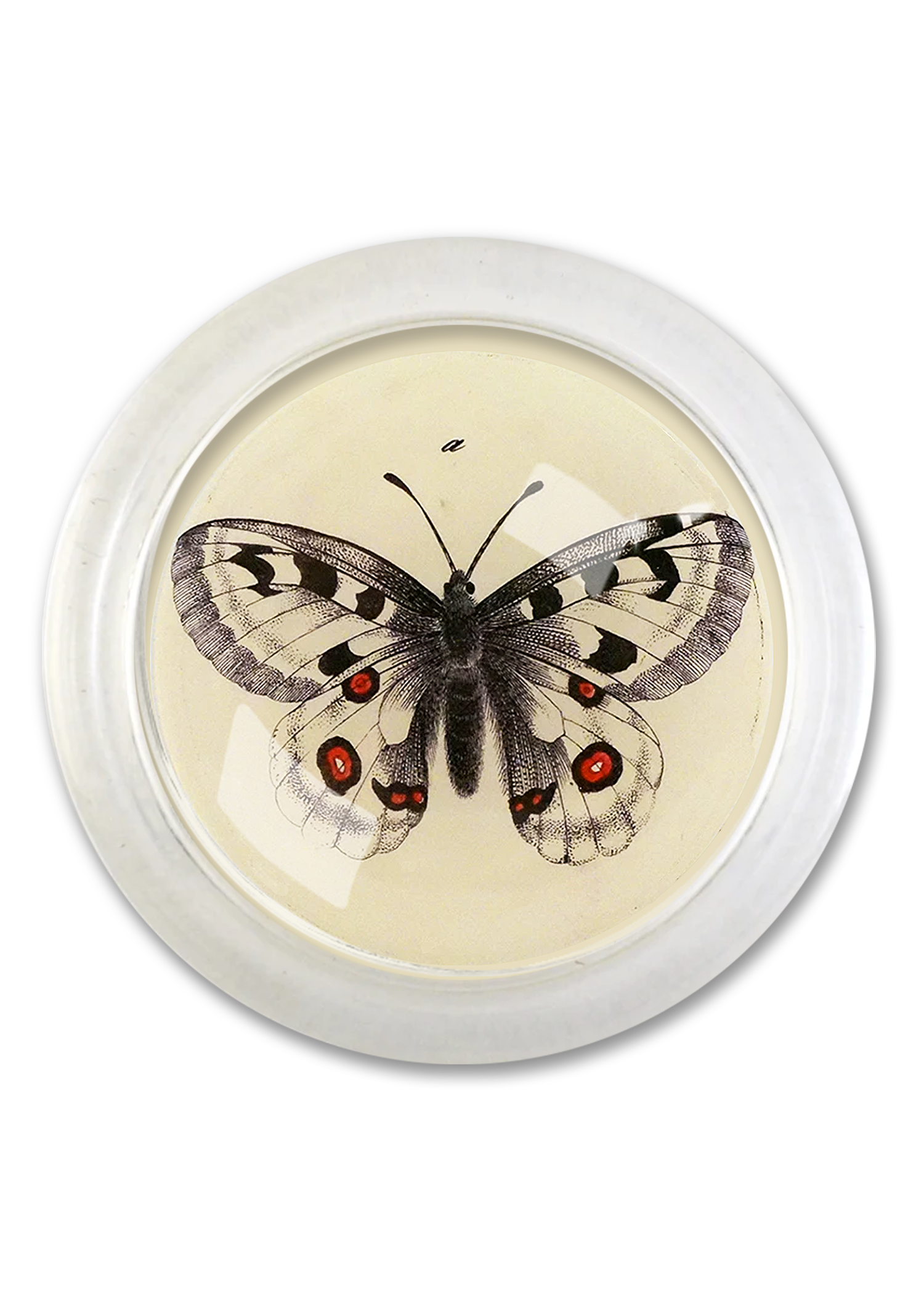 Woodland Butterfly 4" Round Glass Coaster