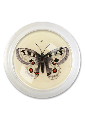 Woodland Butterfly 4" Round Glass Coaster