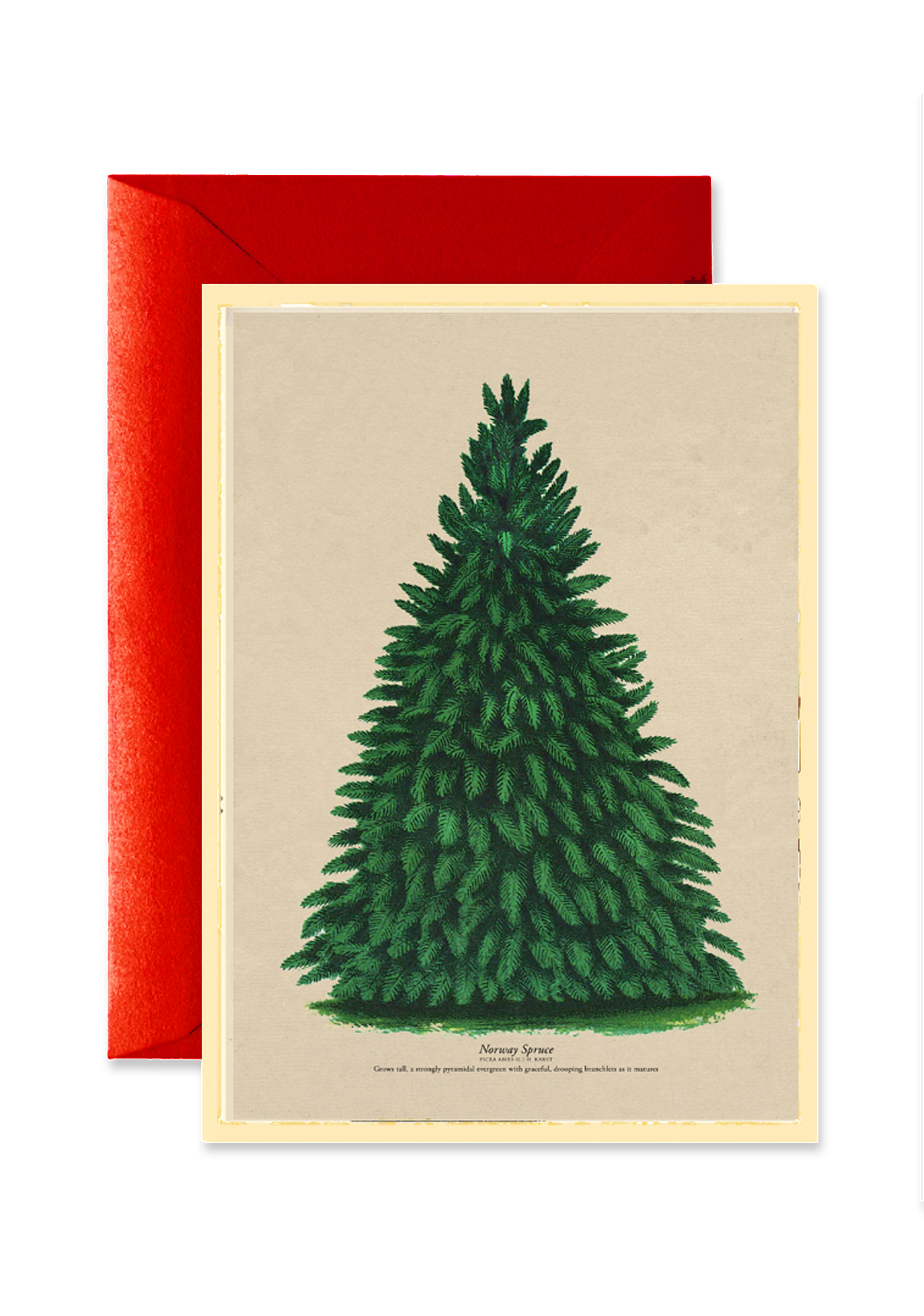 Vintage Norway Spruce Blank A7 Greeting Card