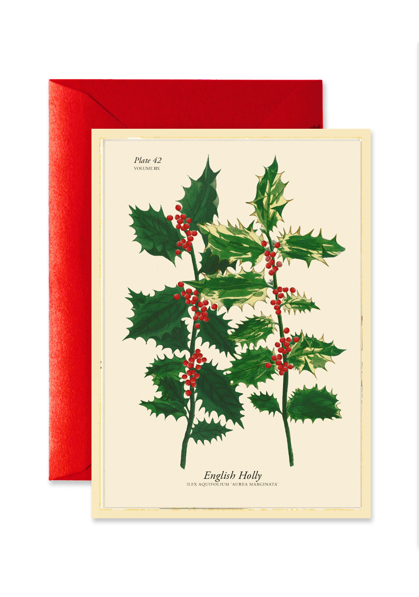 English Holly Blank A7 Greeting Card