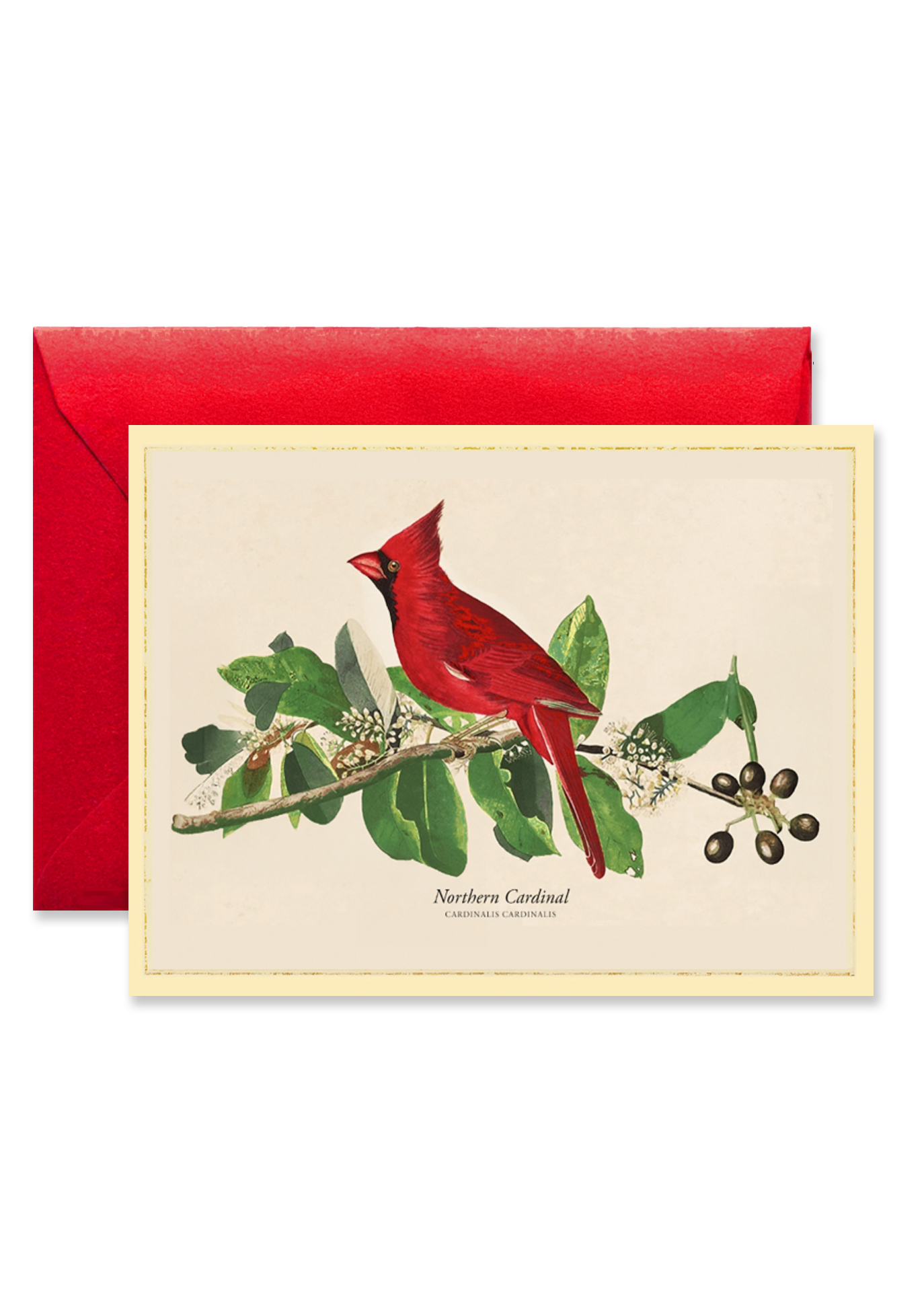 Northern Cardinal Blank A7 Greeting Card