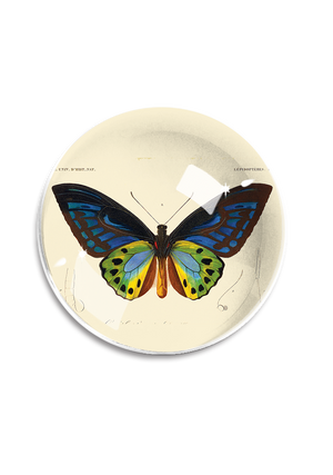 Bensgarden.com | Tropical Butterfly No. 6 Crystal Dome Paperweight - Ben's Garden. Made in New York City.