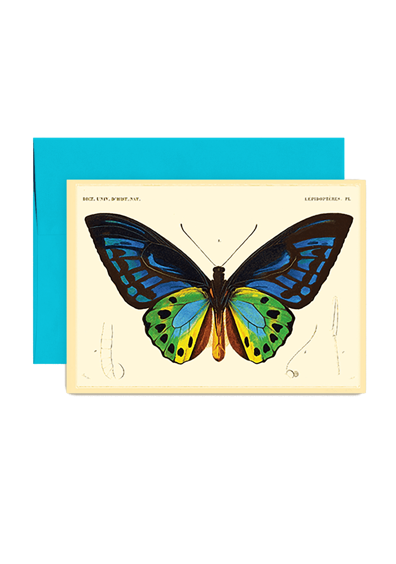 Butterfly No. 7 Folded Greeting Card - Bensgarden.com