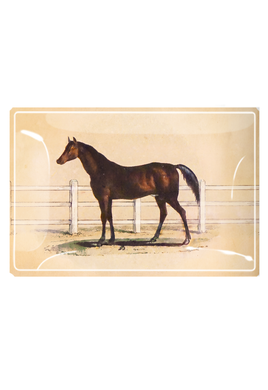 Vintage Noble Horse Decoupage Glass Tray