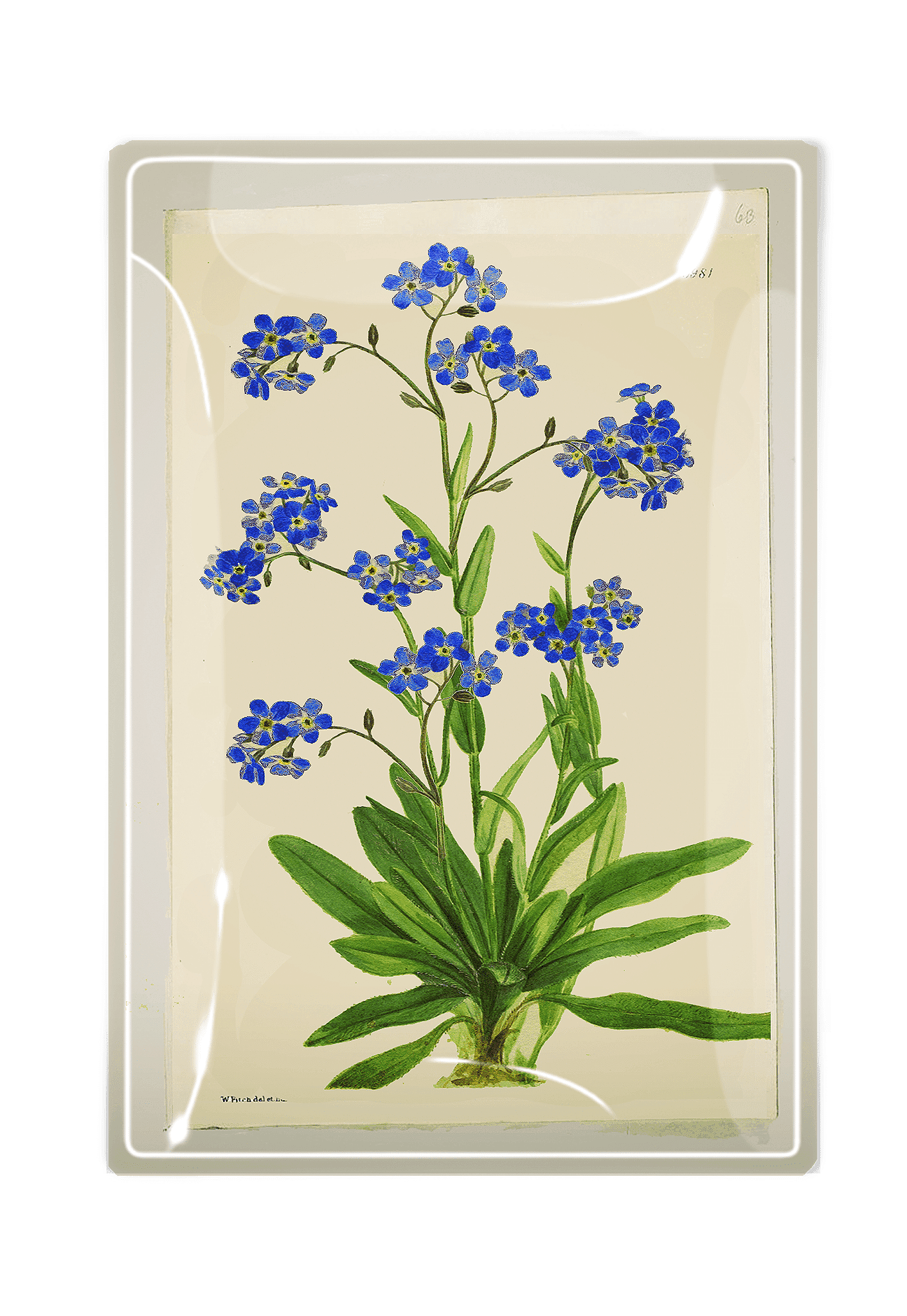Forget Me Nots Decoupage Glass Tray