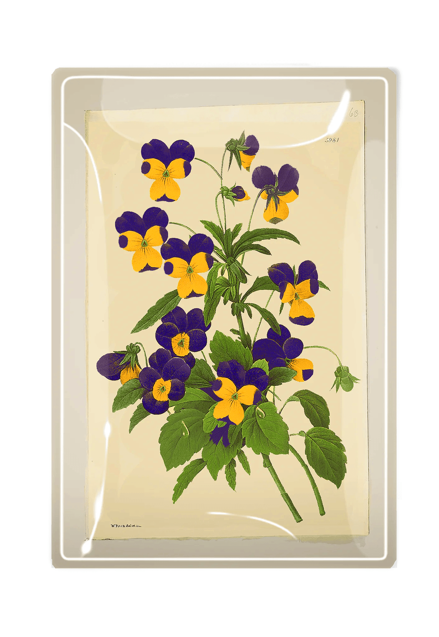 Pansies Decoupage Glass Tray - Bensgarden.com