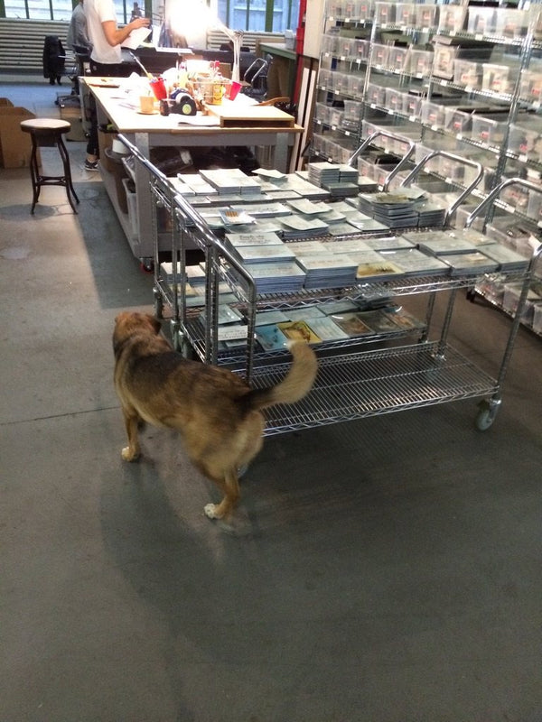 The studio dog inspecting carts of finished glass trays