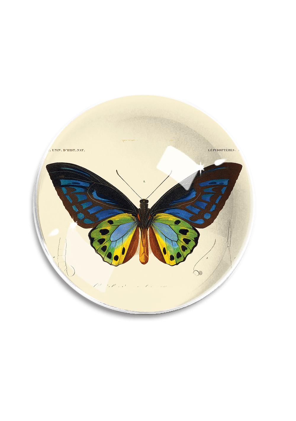 Tropical Butterfly No. 6 Crystal Dome Paperweight - Bensgarden.com