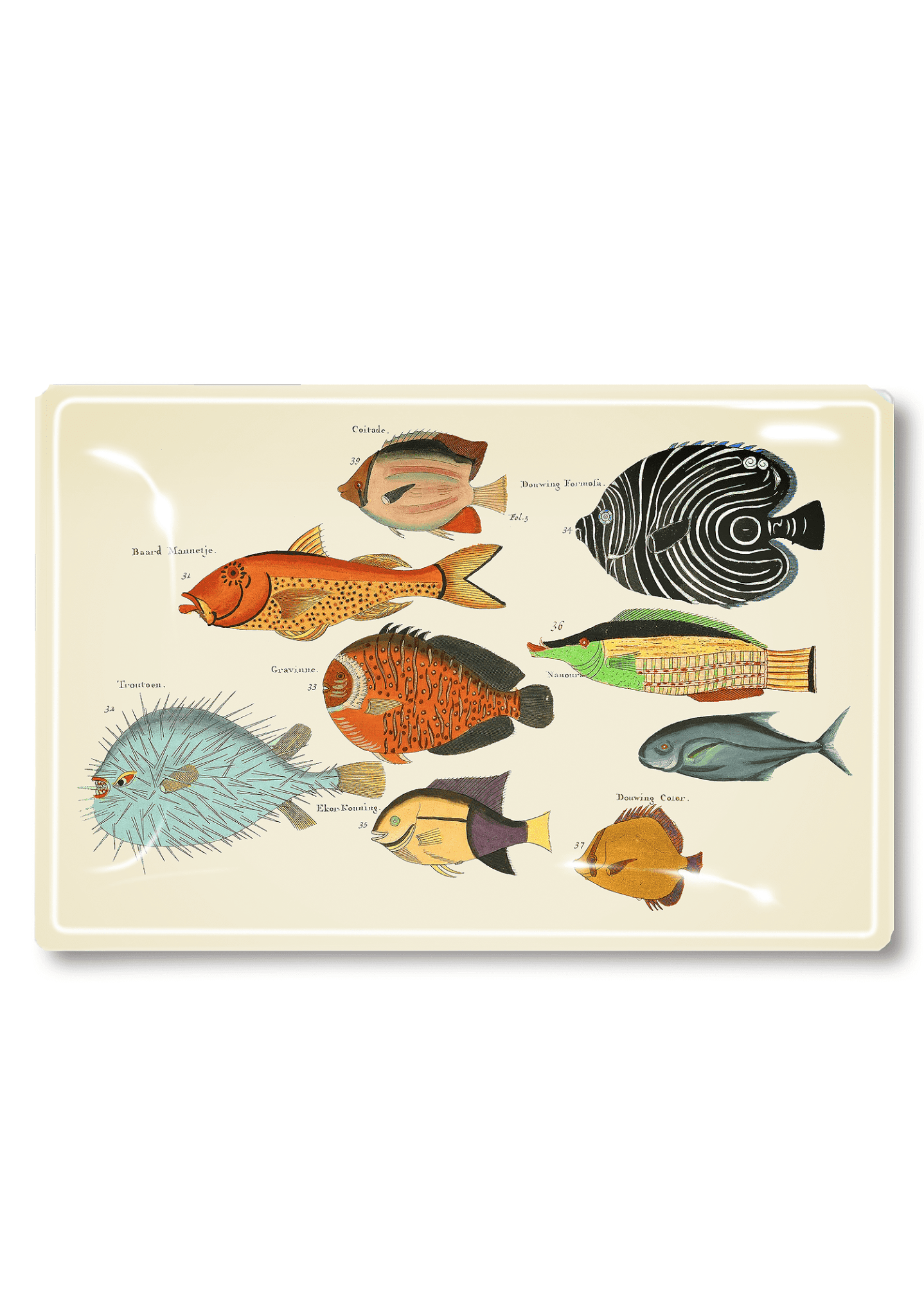 9 School Of Fish Decoupage Glass Tray - Bensgarden.com