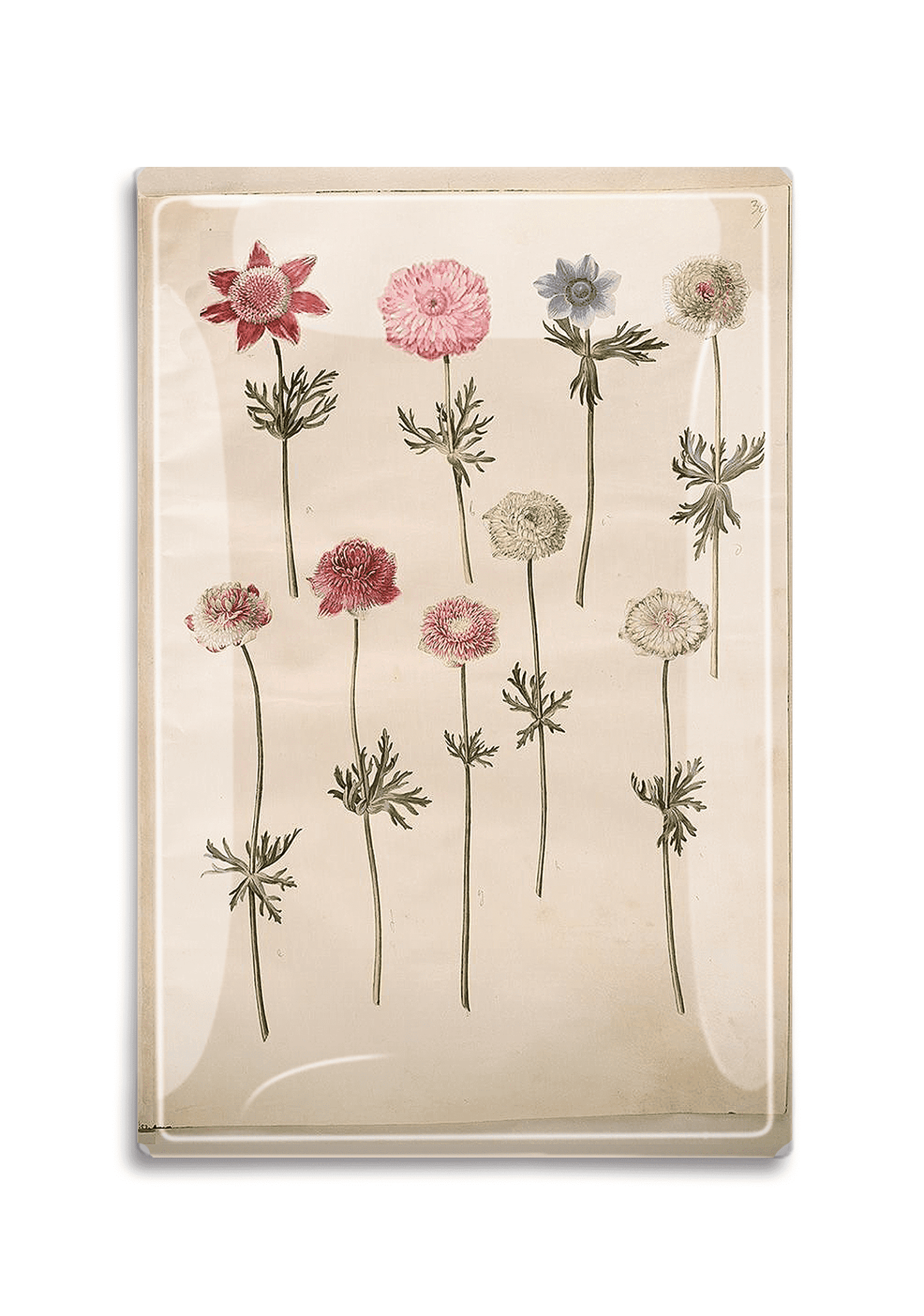 Anemone Collection Botany Decoupage Glass Tray - Bensgarden.com