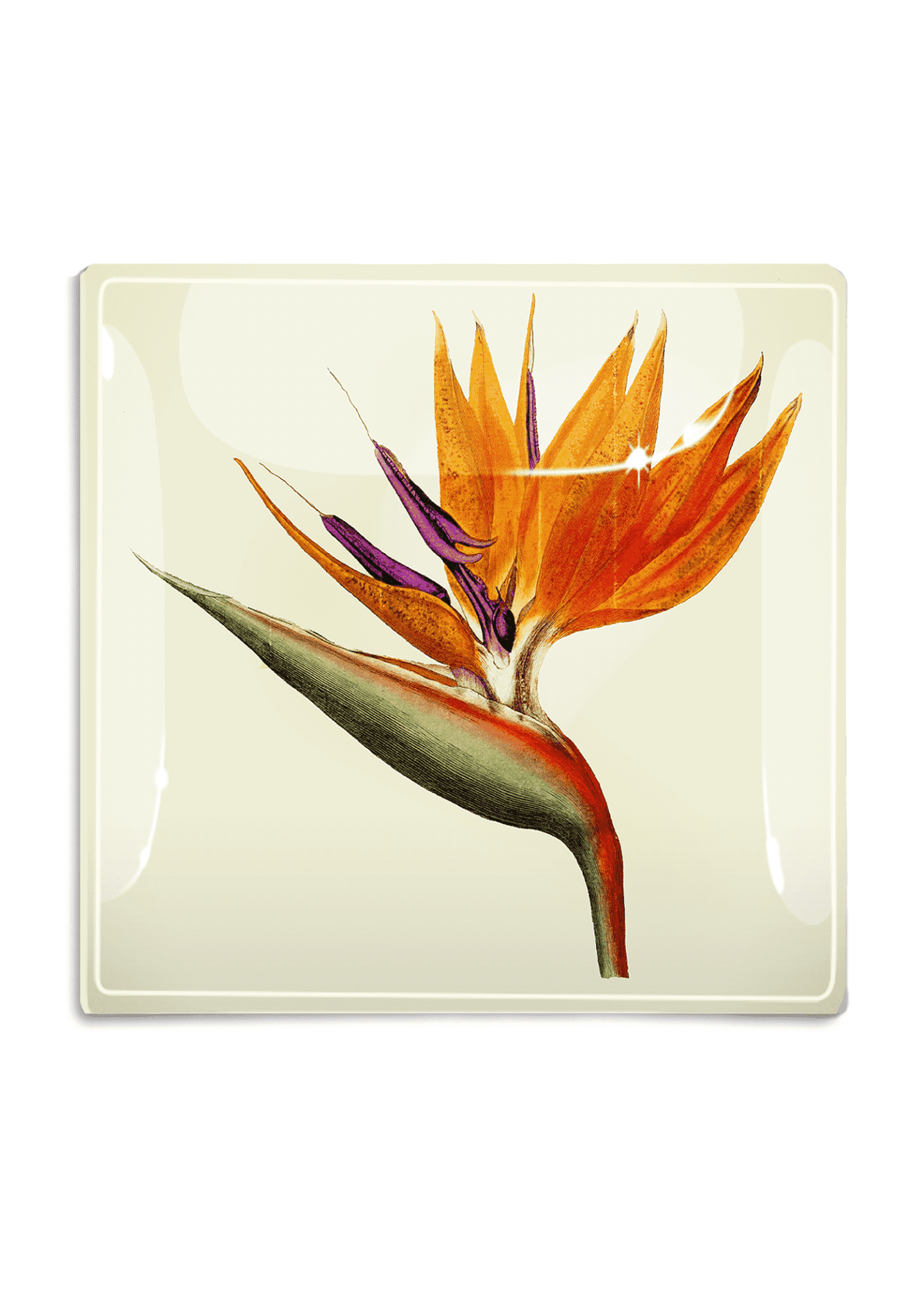 Bird Of Paradise Decoupage Glass Tray - Bensgarden.com