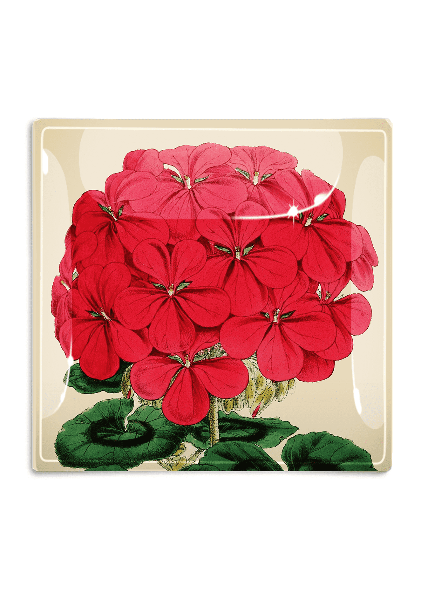 C.Z. Guest Red Geranium Decoupage Glass Tray - Bensgarden.com