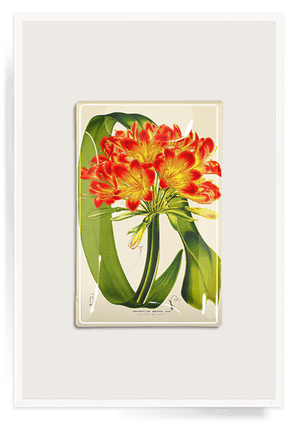 Clivia Decoupage Glass Tray - Bensgarden.com