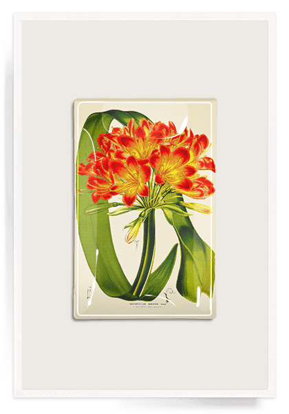 Clivia Decoupage Glass Tray - Bensgarden.com